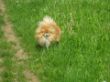 Hunde 016.jpg
