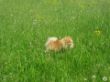 Hunde 017.jpg