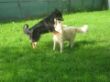 Hunde 037.jpg